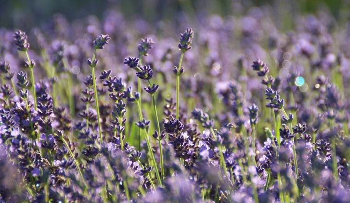 Lavendel 3