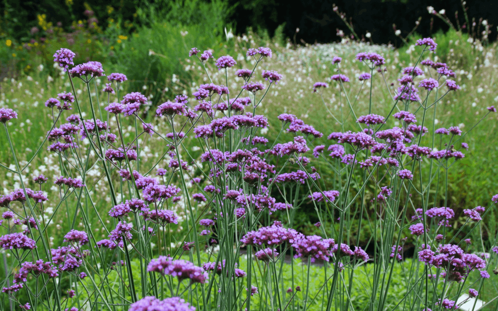Website Hintergrund Verbena 1920x1200 1