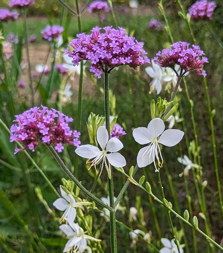 Aufgeblueht trockenheitsvertraeglich