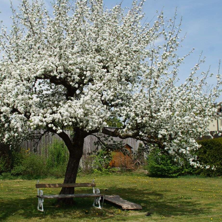 Apfelbaum