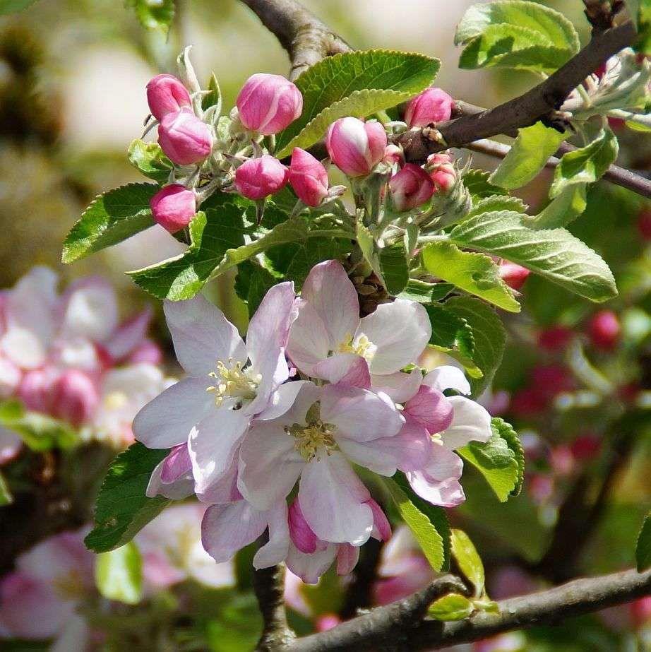 Apfelblueten 922x922 1