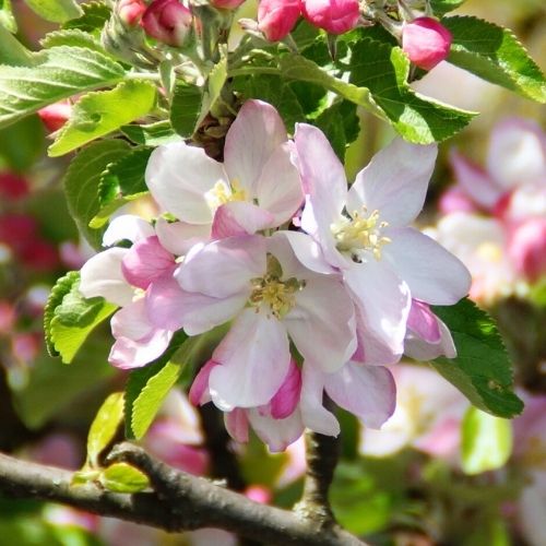 Obstbaumschnitt