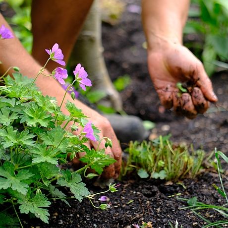 Andreas Strasser von Aufgeblüht macht Gartenpflege, schneidet Stauden zurück und jätet Unkraut