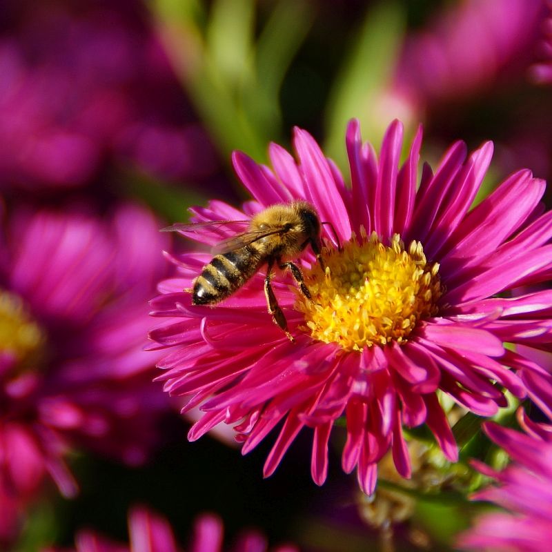 Herbst-Aster novi-belgii 'Neron' mit Honigbiene