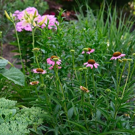 Staudenbeet, das mit Echinacea (Sonnenhut), Hohem Phlox und anderen winterharten Stauden bepflanzt ist