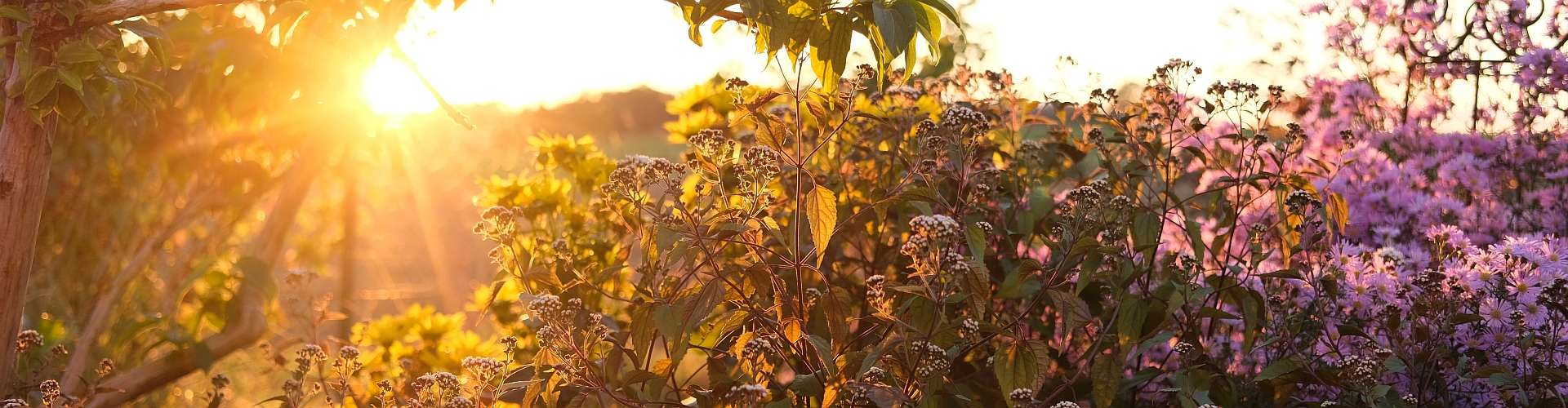 Was kann man im Herbst pflanzen? Hier z.B. ein Staudenbeet mit Astern und Wasserdost im Herbst bei Sonnenuntergang