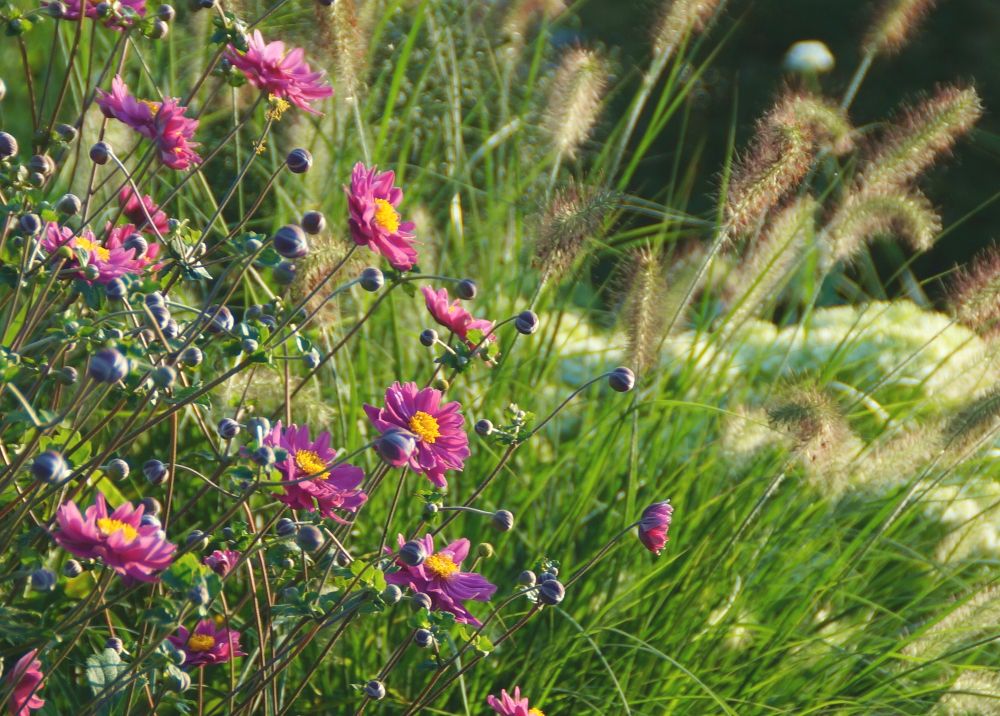 staudenbeet herbst anemone lampenputzergras 1
